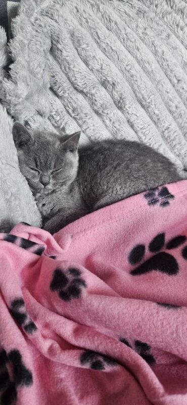 British Shorthair kittens for sale in Bridgend – 5 months old - Image 3 of 3