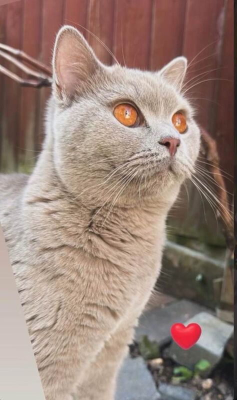 British Shorthair kittens for sale in Newmarket, Suffolk – 1 year old