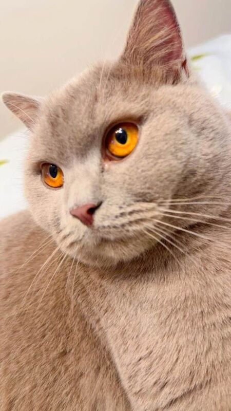 British Short Hair - Image 2 of 3