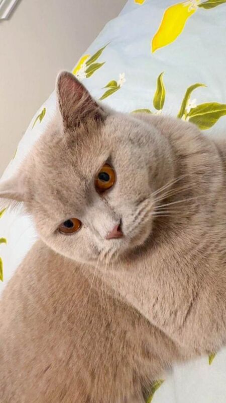 British Short Hair - Image 3 of 3