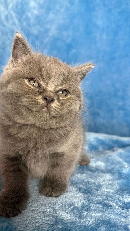 British short hair - Image 2 of 5