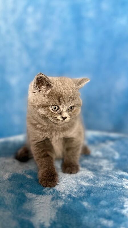 British short hair - Image 3 of 5