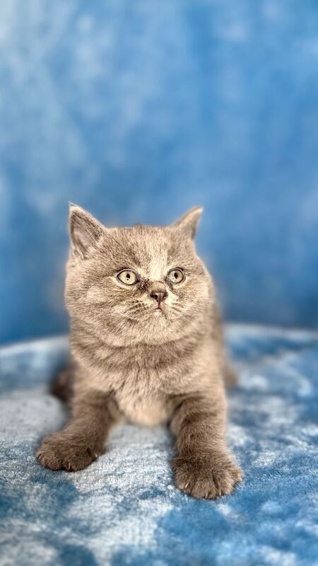 British short hair - Image 4 of 5