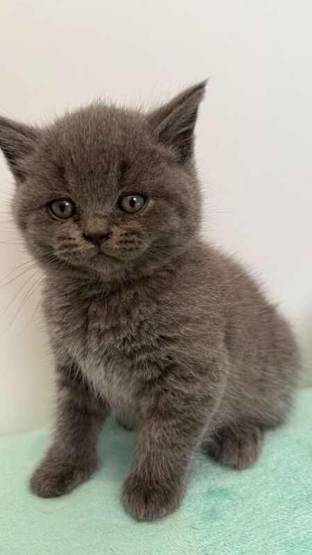 British short hair - Image 5 of 5