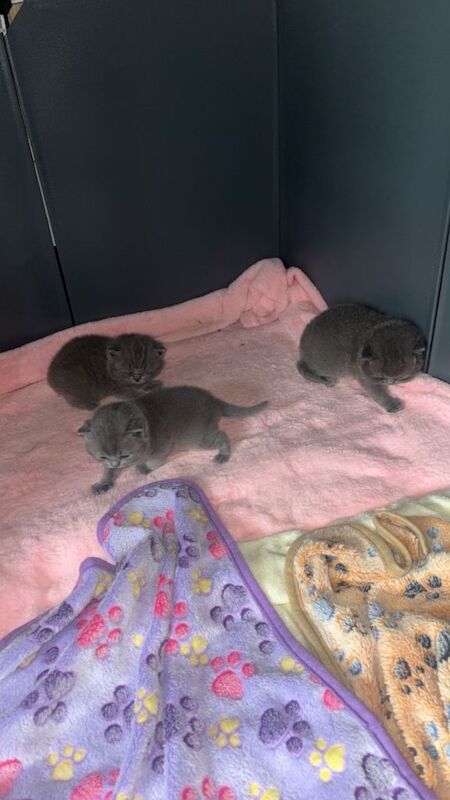 British Shorthair Kittens For Sale