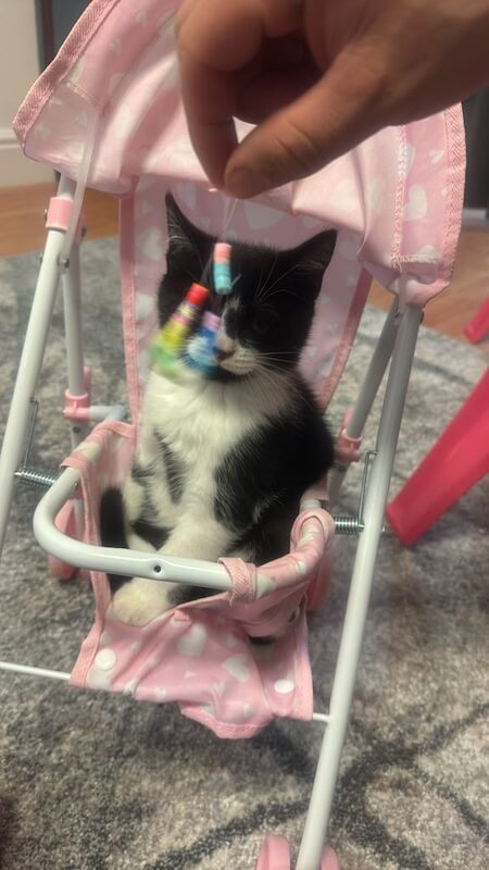 British Shorthair kittens for sale in Edgware, Barnet, Greater London – 1 year old