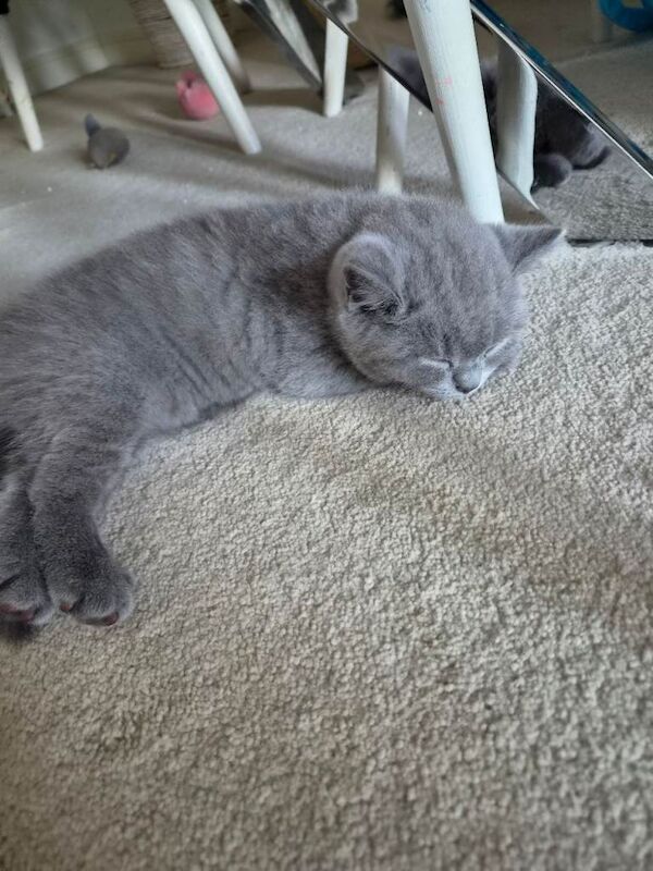 British Shorthair Kittens For Sale