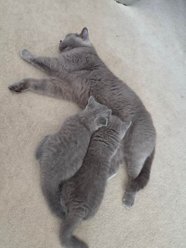 British short hair - Image 2 of 3