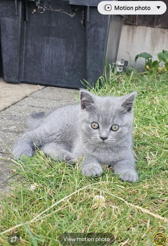 British Short-hair blue for sale in Rainham, Greater London