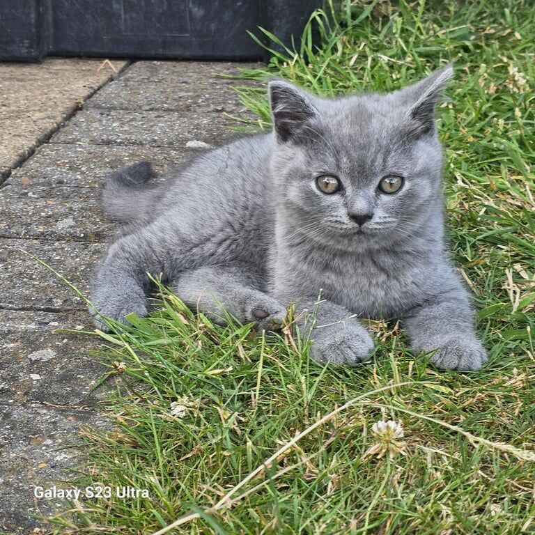 British Short-hair blue for sale in Rainham, Greater London | Image 2
