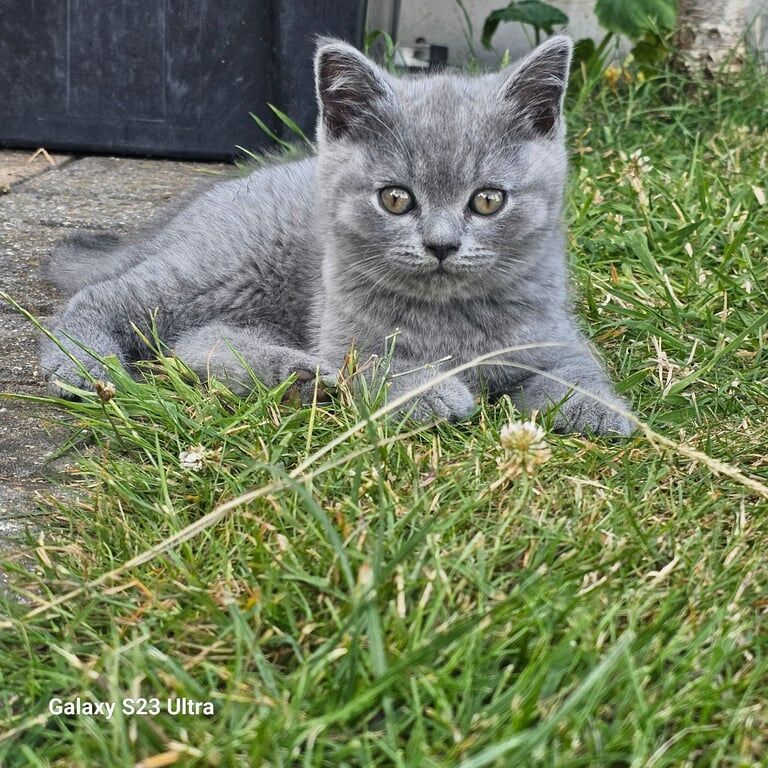 British Short-hair blue for sale in Rainham, Greater London | Image 3