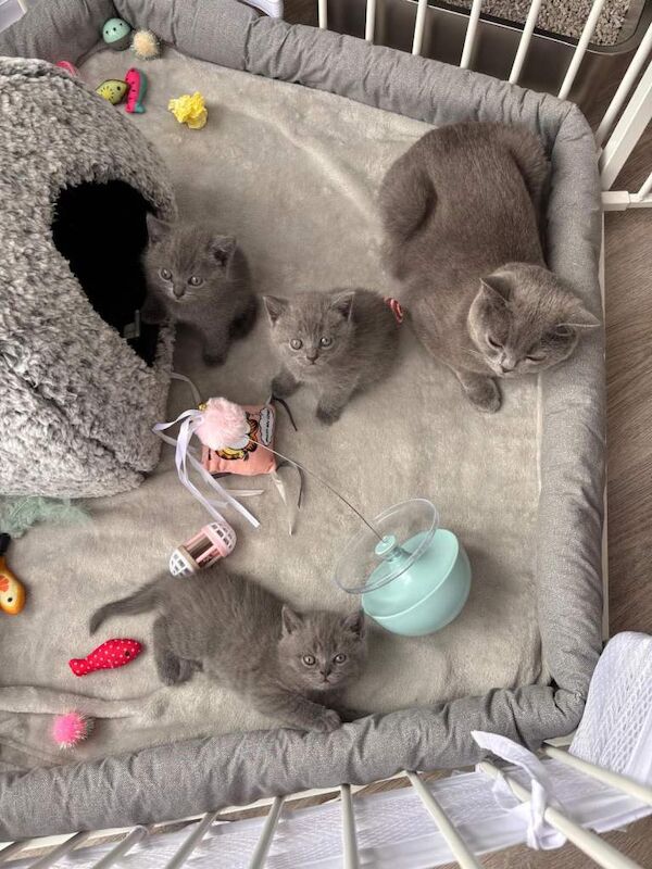 British short hair blue kittens