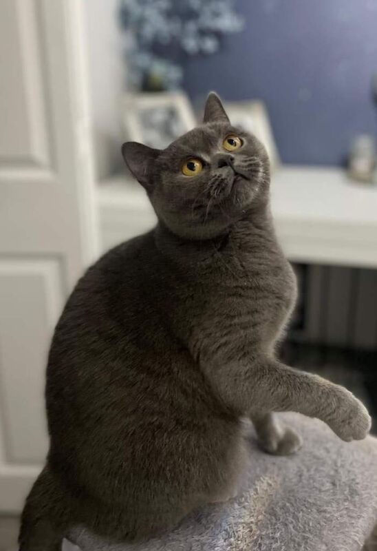 British Short Hair Blue Pedigree