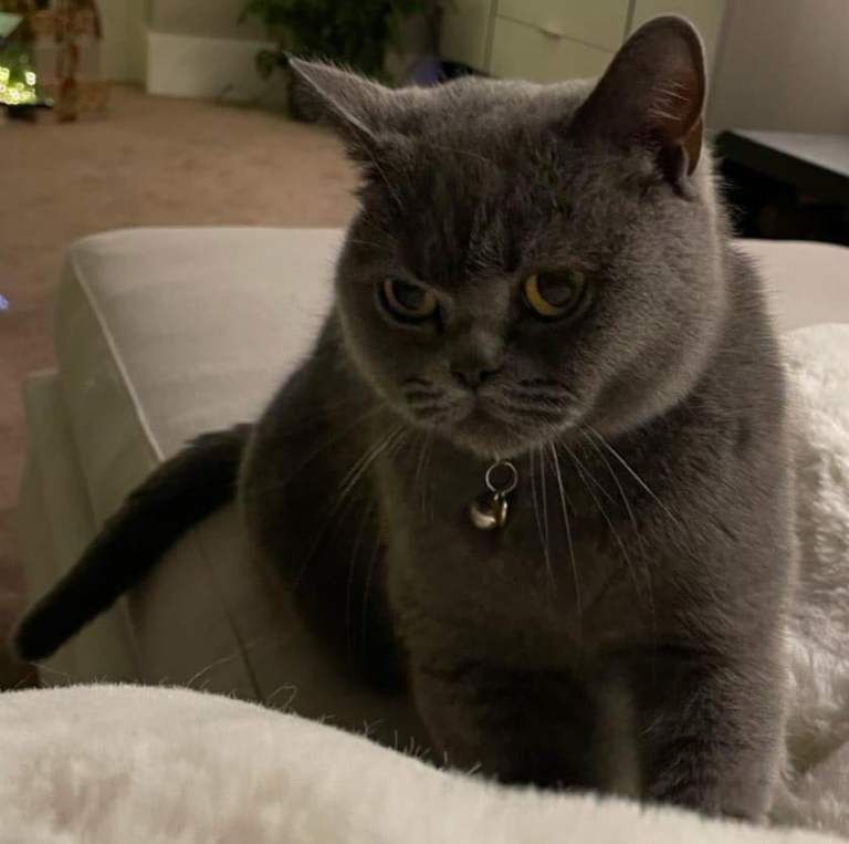 British Short Hair Blue Pedigree - Image 2 of 5