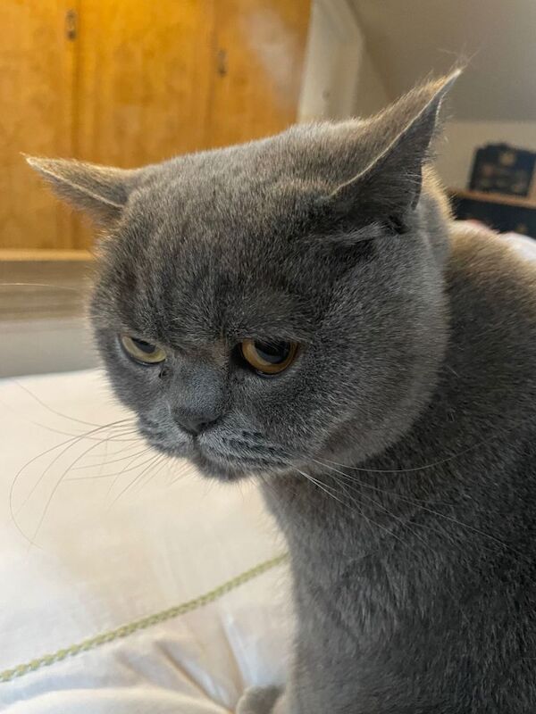 British Short Hair Blue Pedigree - Image 3 of 5