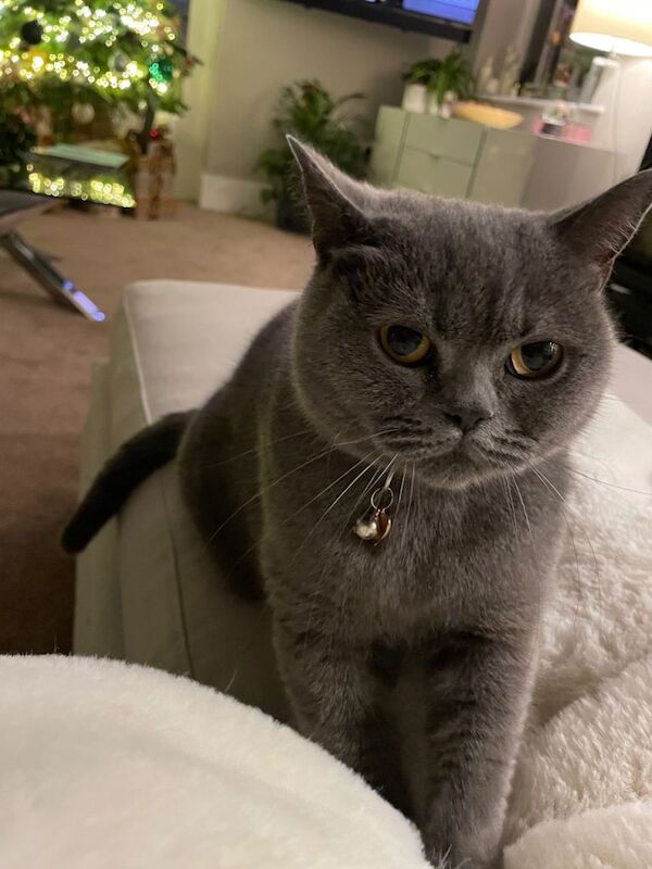 British Short Hair Blue Pedigree - Image 4 of 5