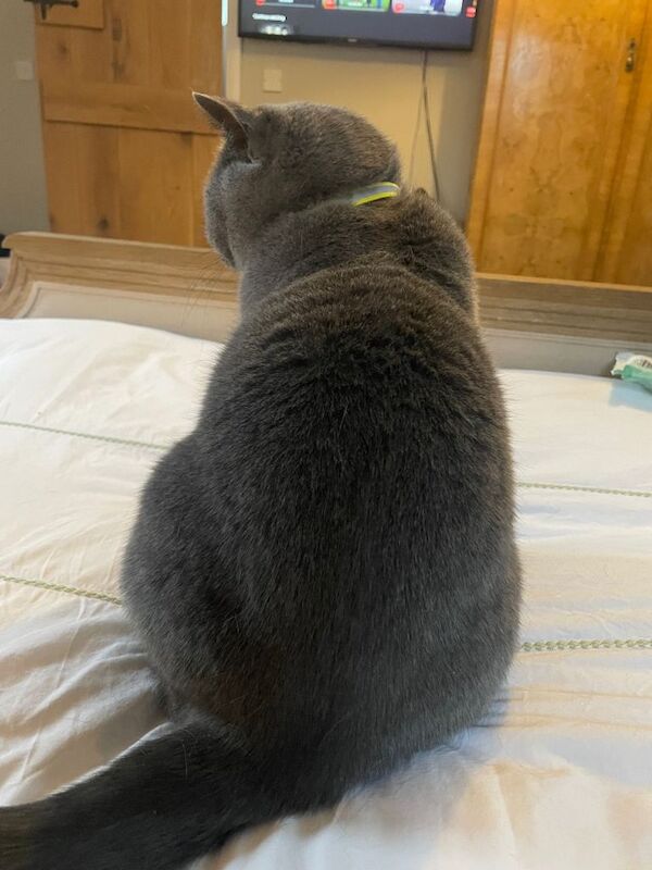 British Short Hair Blue Pedigree - Image 5 of 5