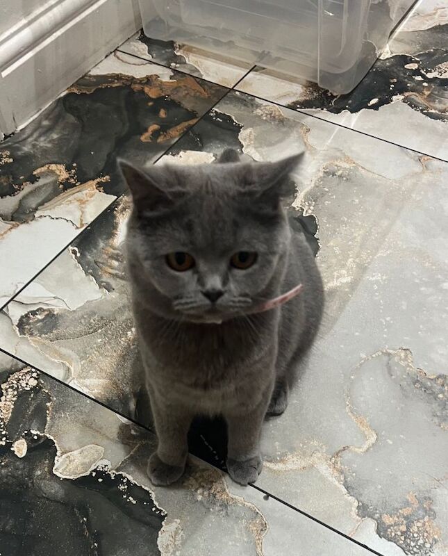 British Shorthair kittens for sale in Sheldon, West Midlands – 1 year old