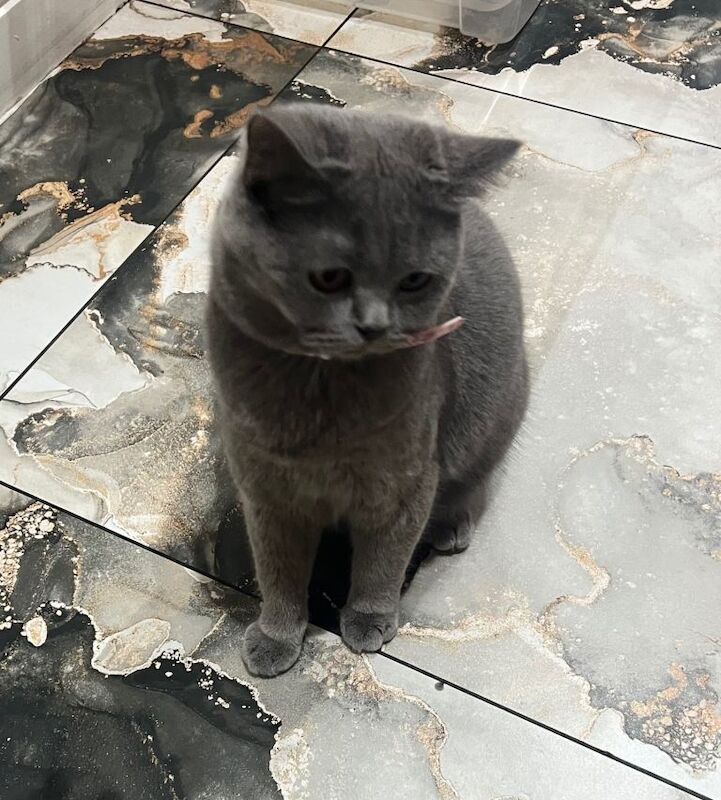 British short hair cat - Image 2 of 5