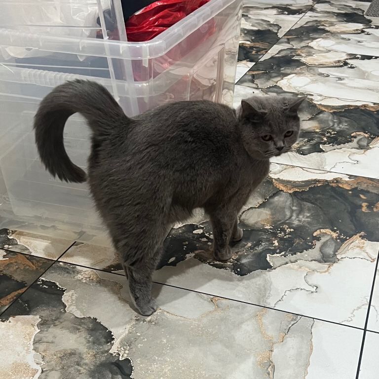 British short hair cat - Image 3 of 5