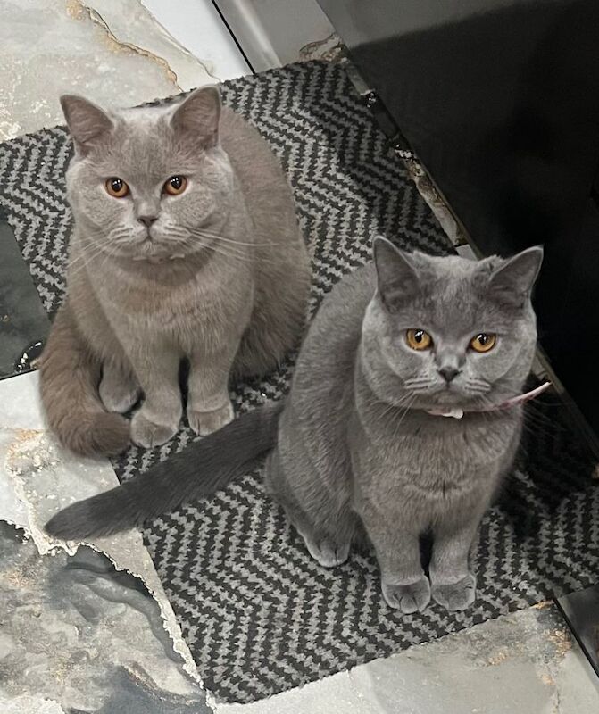 British short hair cat - Image 4 of 5