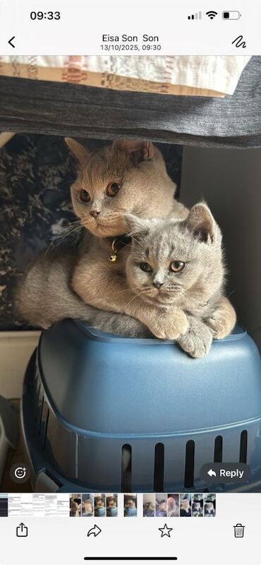 British short hair cat - Image 5 of 5