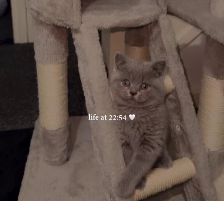 British short hair cat, Full breed) - Image 2 of 3