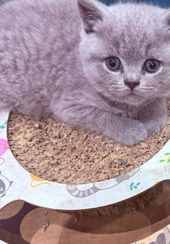 British short hair cat, Full breed) - Image 3 of 3