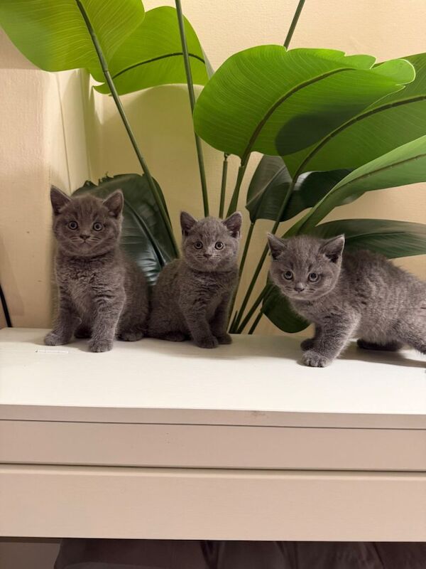 British short hair cats