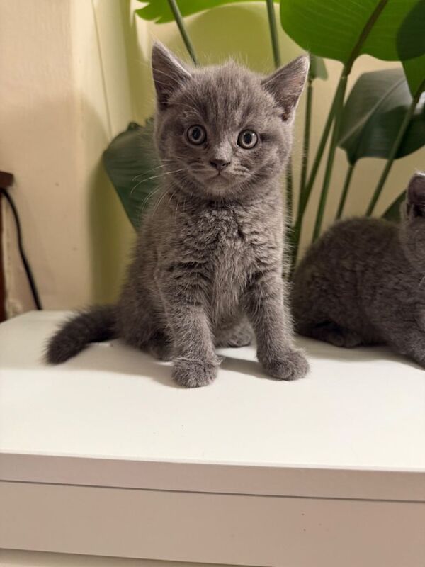 British short hair cats - Image 2 of 3