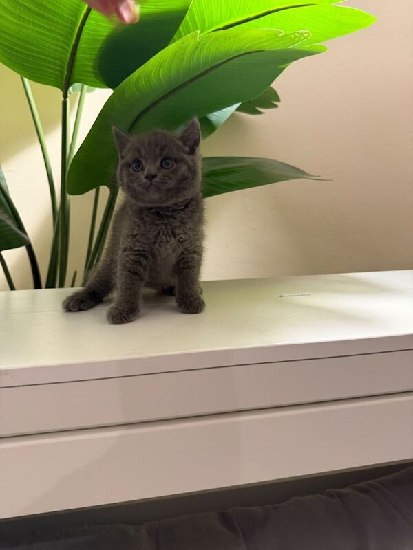 British short hair cats - Image 3 of 3