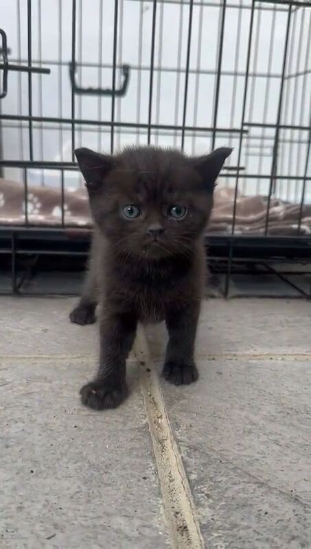 British Shorthair kittens for sale in Dartford, Kent – 6 weeks old
