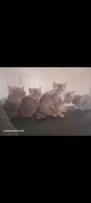British Shorthair kittens for sale in Wellingborough, Northamptonshire – 10 weeks old