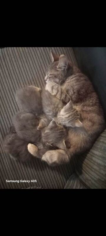 British Shorthair kittens for sale in Wellingborough, Northamptonshire – 9 weeks old - Image 2 of 4