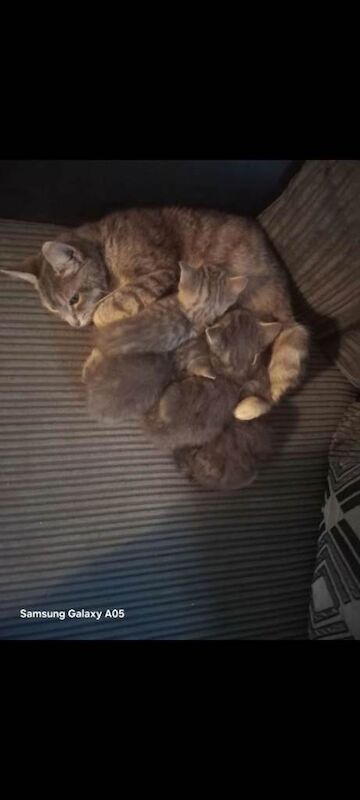 British Shorthair kittens for sale in Wellingborough, Northamptonshire – 9 weeks old - Image 3 of 4