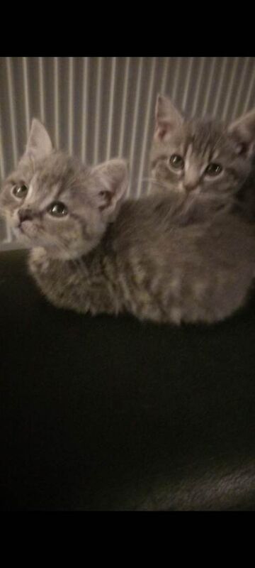 British Shorthair kittens for sale in Wellingborough, Northamptonshire – 9 weeks old - Image 4 of 4