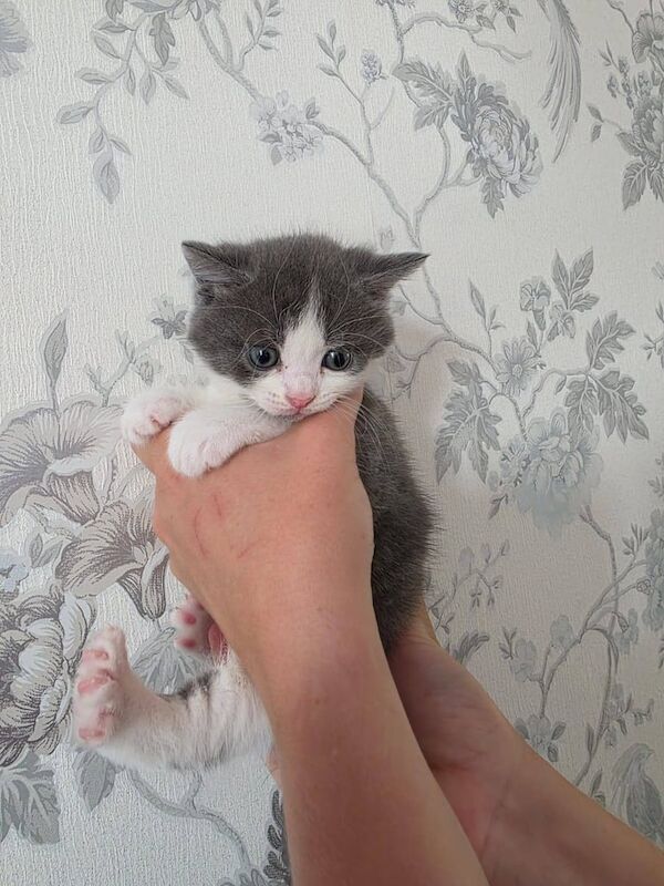 British Shorthair kittens for sale in Carlton, Nottinghamshire – 5 weeks old