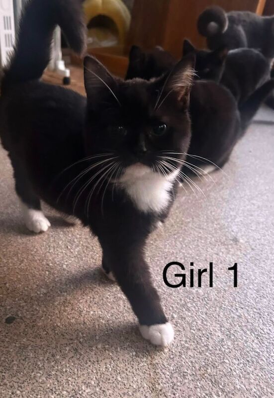 British Shorthair Kittens For Sale Under £300