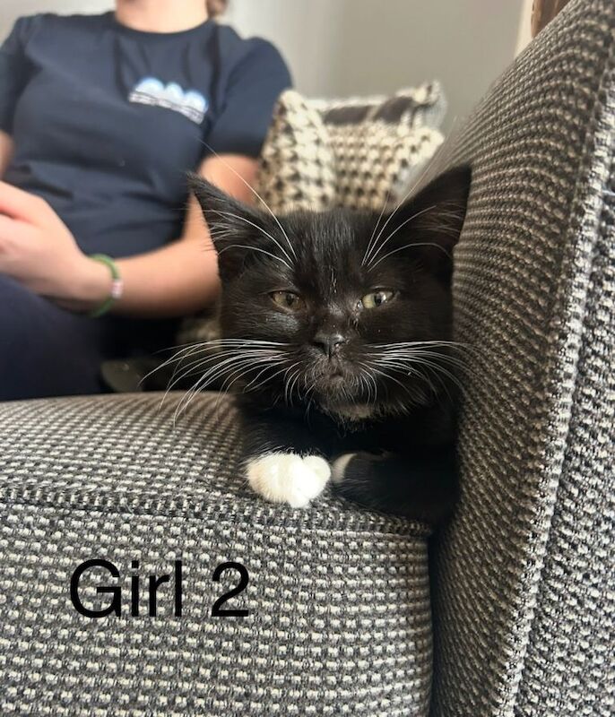 British Shorthair kittens for sale in Cambridge, Cambridgeshire – 11 weeks old - Image 2 of 4