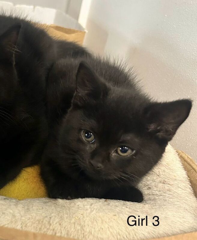 British Shorthair kittens for sale in Cambridge, Cambridgeshire – 11 weeks old - Image 3 of 4