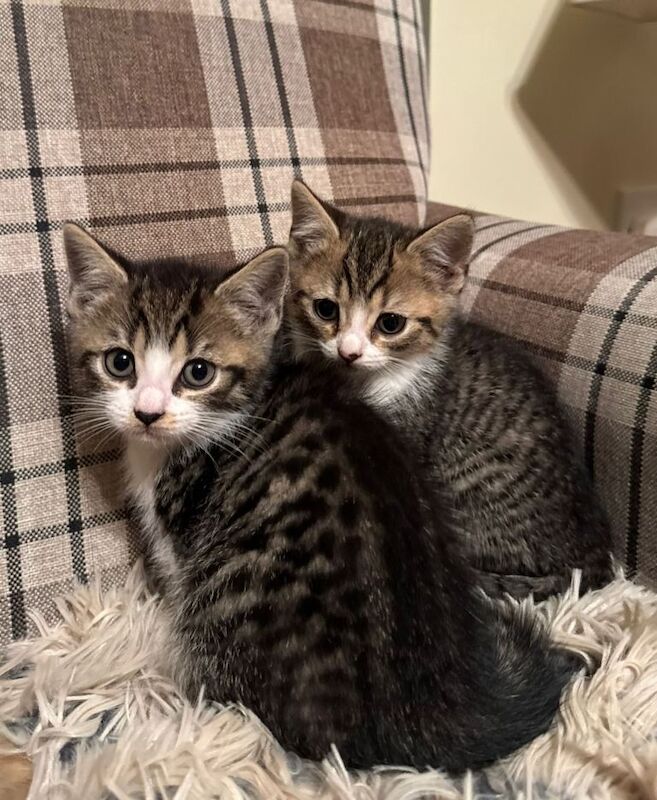 British Short Hair Cross Kittens - Image 2 of 6