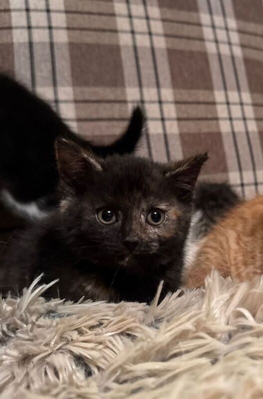 British Short Hair Cross Kittens - Image 3 of 6