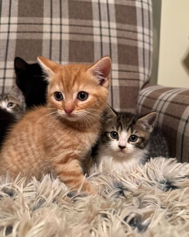 British Short Hair Cross Kittens - Image 4 of 6