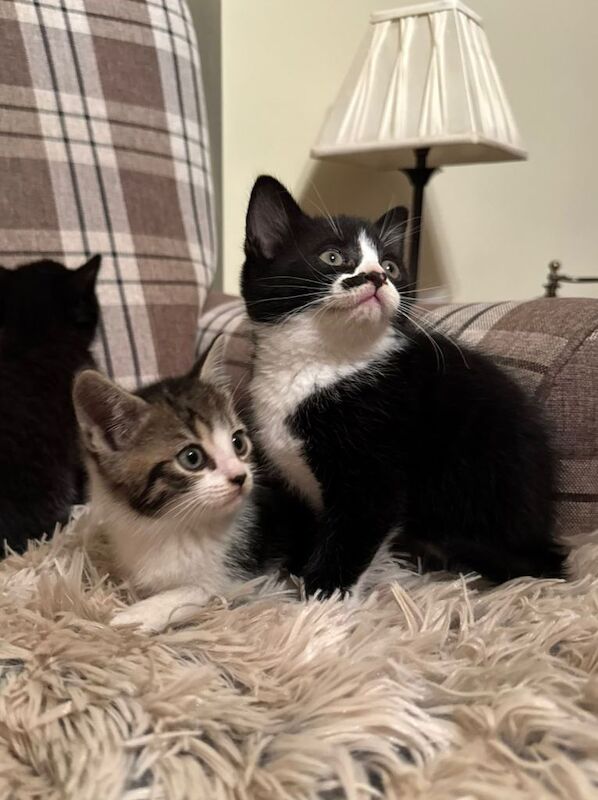British Short Hair Cross Kittens - Image 5 of 6