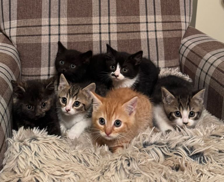 British Short Hair Cross Kittens - Image 6 of 6