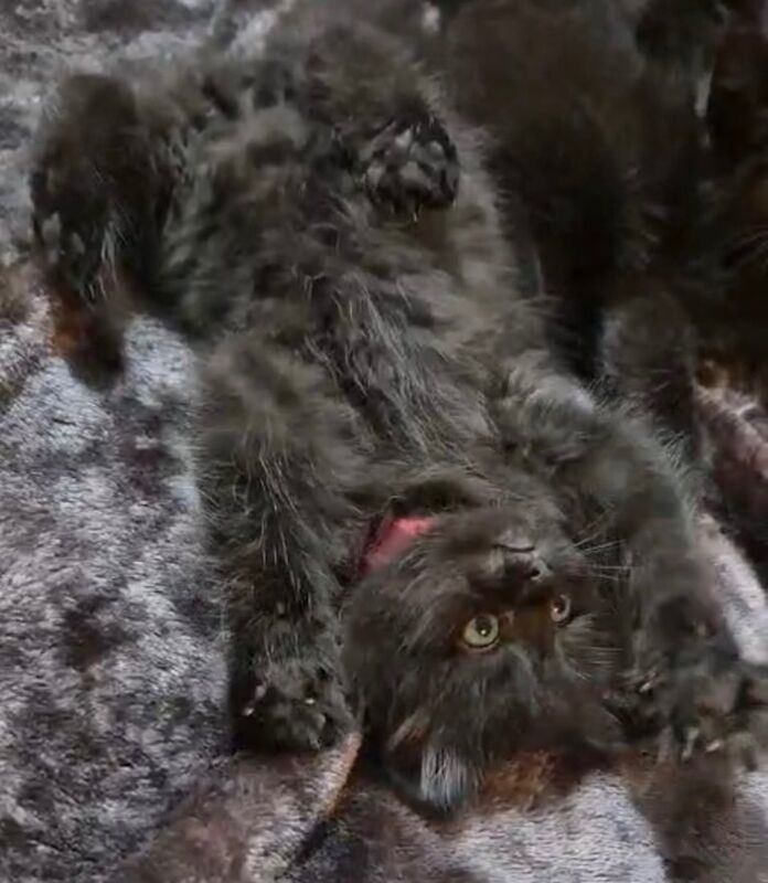 British Shorthair kittens for sale in Kirkintilloch, Dunbartonshire – 8 weeks old