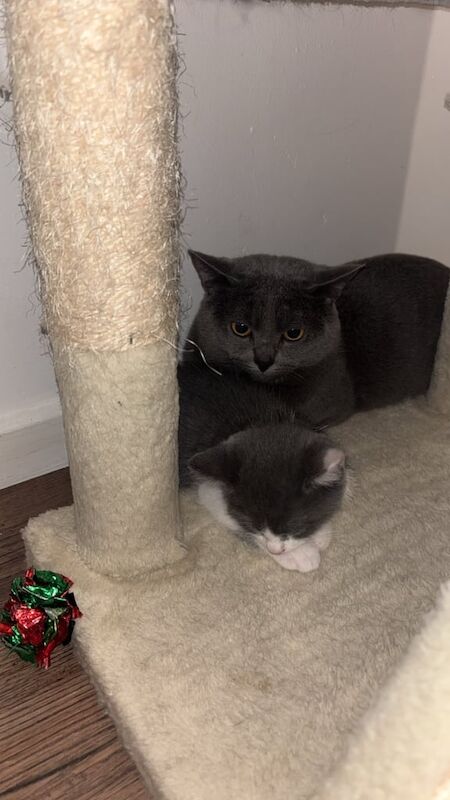 British Shorthair kittens for sale in South East London, London – 8 weeks old