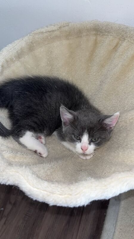 British Shorthair kittens for sale in South East London, London – 8 weeks old - Image 2 of 3