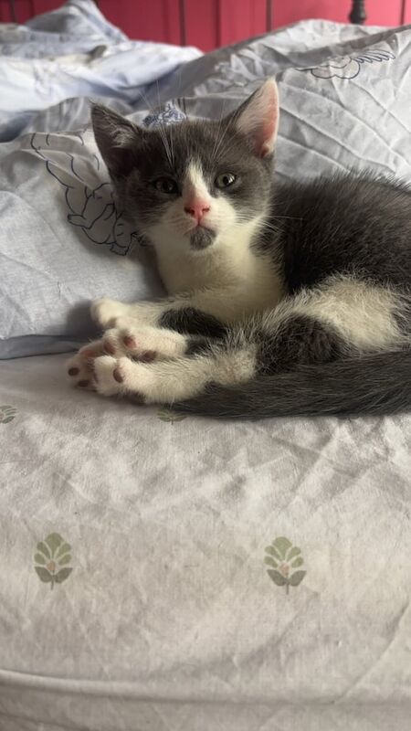 British Shorthair kittens for sale in South East London, London – 8 weeks old - Image 3 of 3