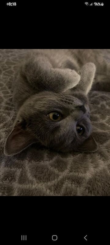 British Shorthair kittens for sale in London – 1 year old